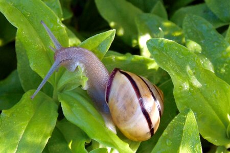 Shell mollusk nature