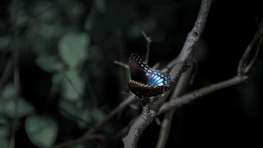 Butterfly nature insect