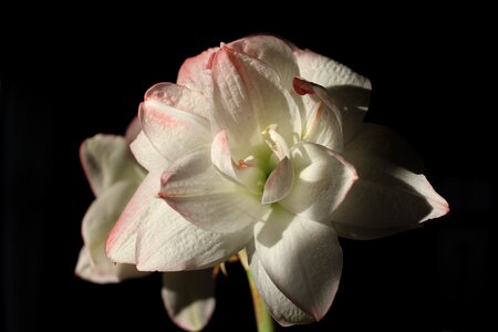 Bloom white pink
