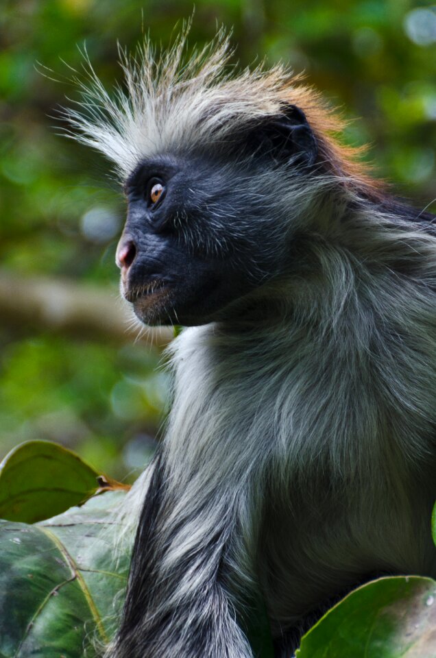 Colobus africa red