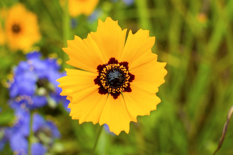 Nat nature bouquet