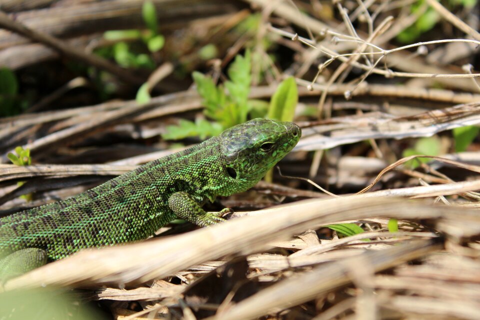 Wildlife lizard krupnyj plan