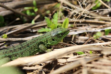 Wildlife lizard krupnyj plan