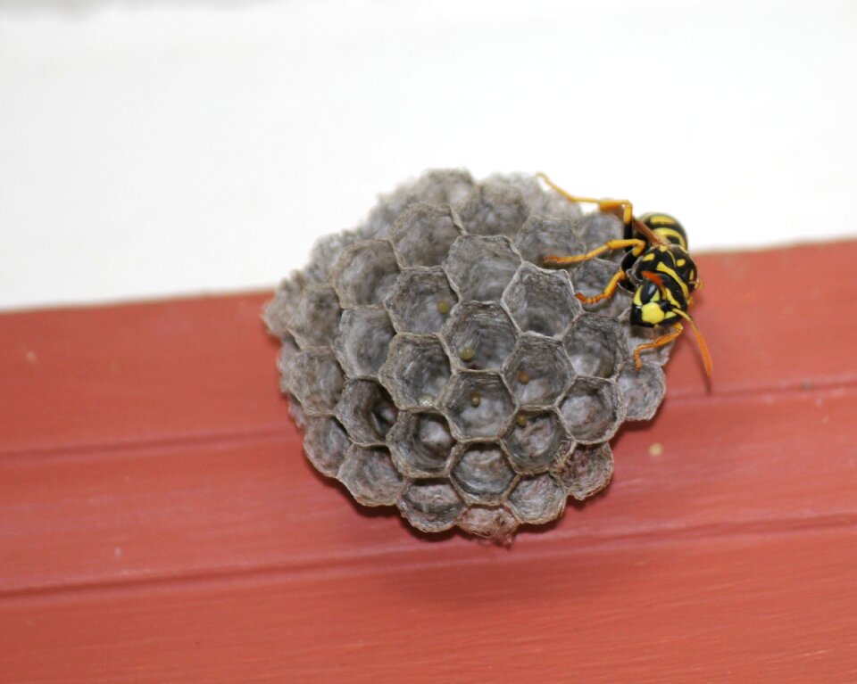 Nest yellow honeycomb