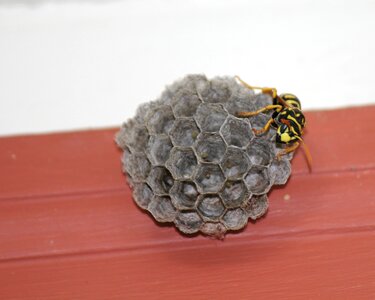 Nest yellow honeycomb photo