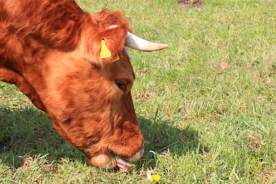 Eat tongue pasture