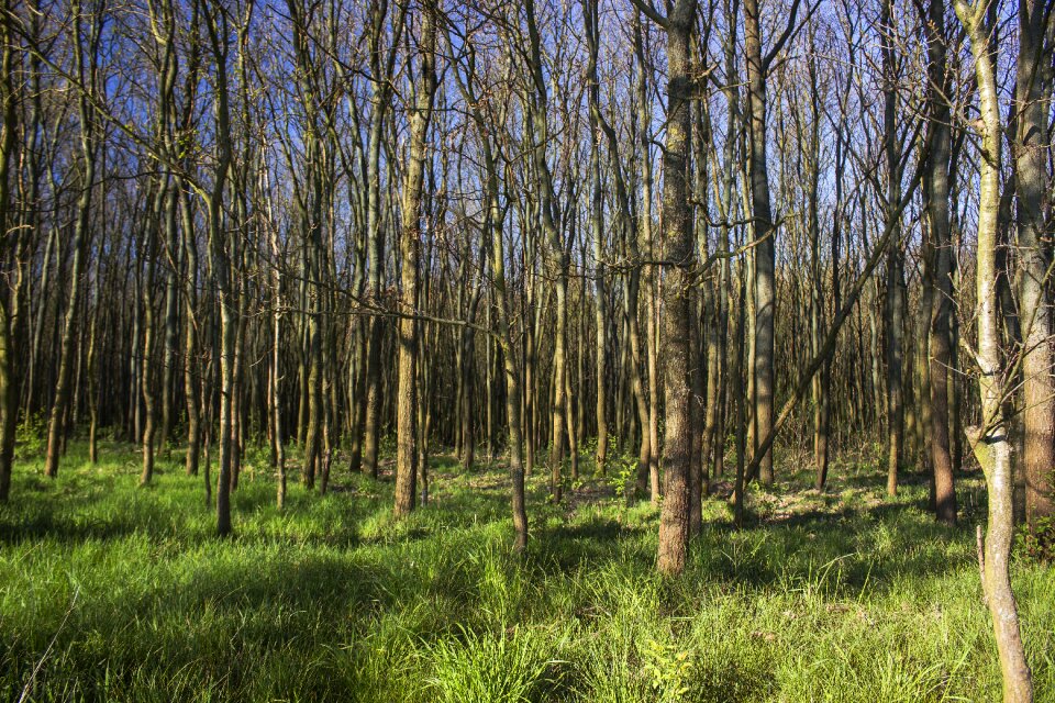 Tree landscape foliage