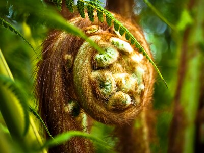 Green nature fern plant photo