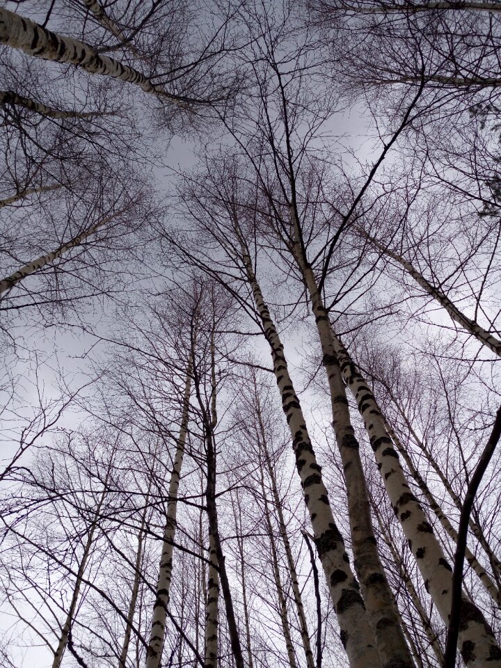 Nature handsomely sky