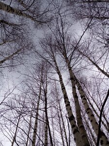 Nature handsomely sky