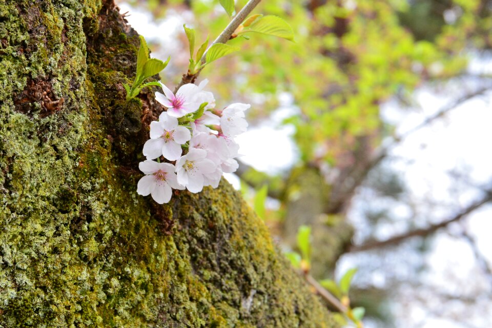 Cherry blossoms spring wood