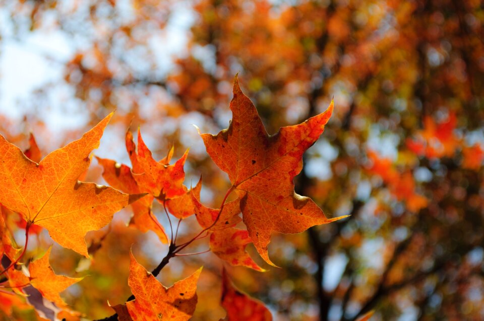 Red leaves late autumn maple
