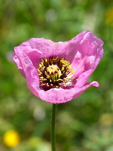 Gravel poppy ababol photo