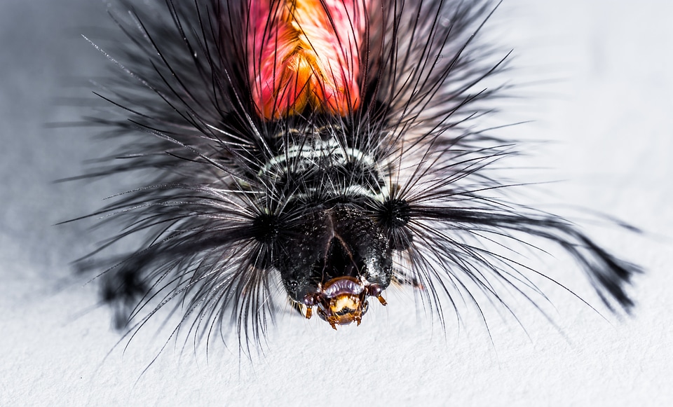 Hairy prickly close up