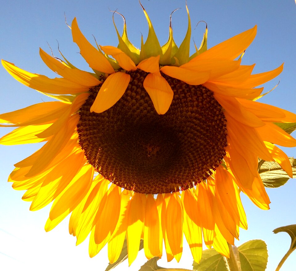 Yellow sun