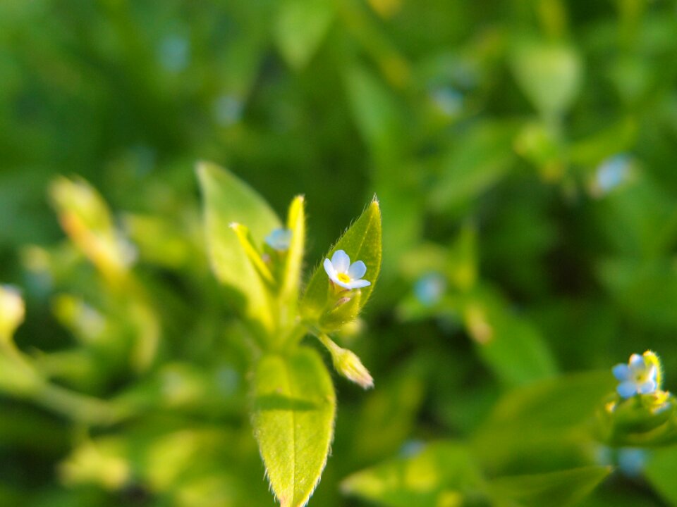 Flowers of the field nature flower