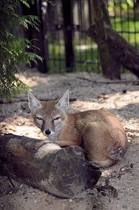 Nature wild fur photo