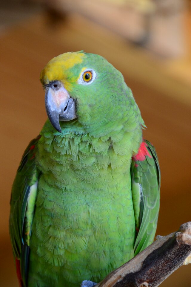Bird animal green birds