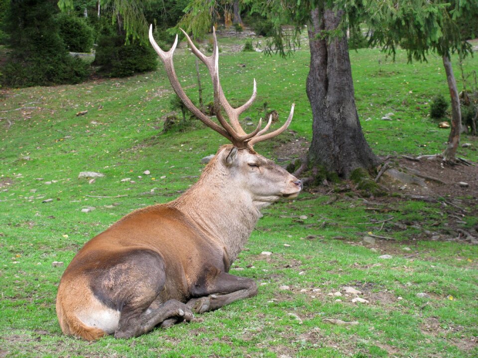 Wild deer zoo nature