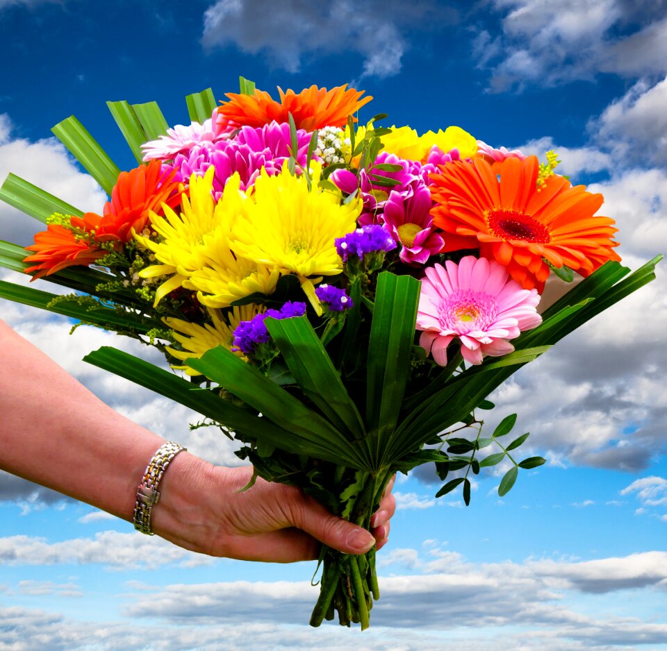 Greeting colorful gerbera