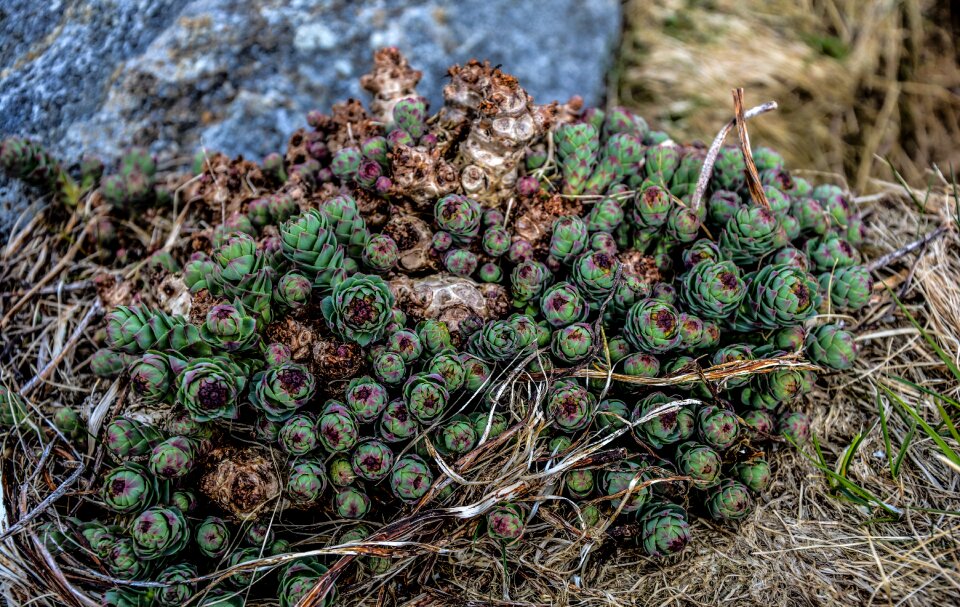 Green cactus nature