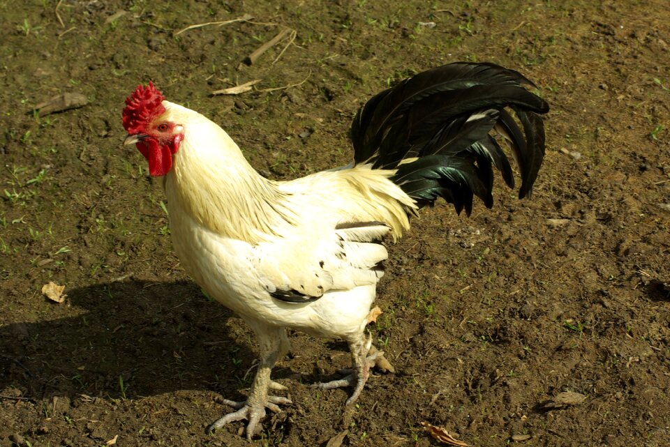 Animal bird sunny