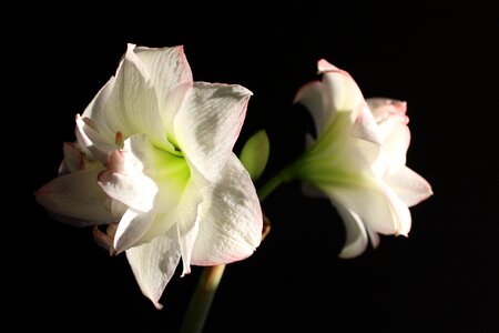 White pink amaryllis plant photo