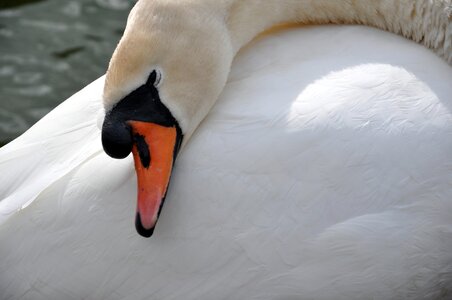 Animal bird swans photo