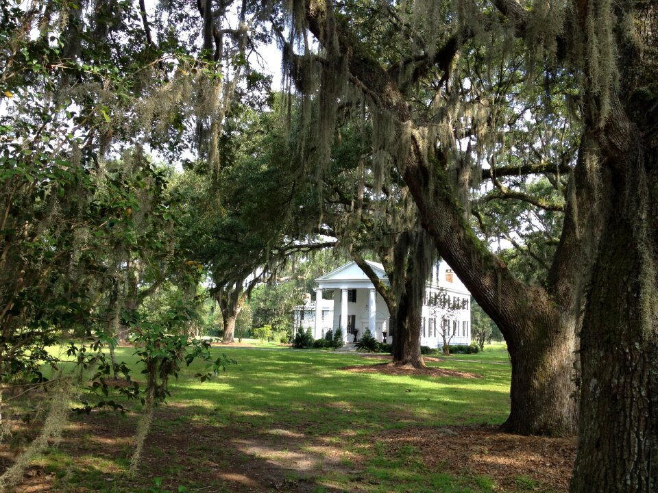 America spanish moss