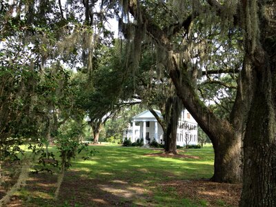 America spanish moss