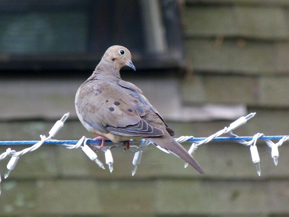 Bird mourning dove wildlife photo