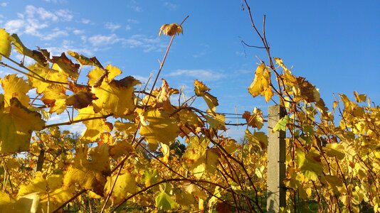 Winegrowing vine autumn colours