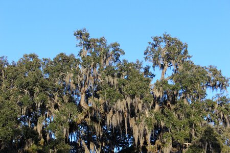 Forest nature sky