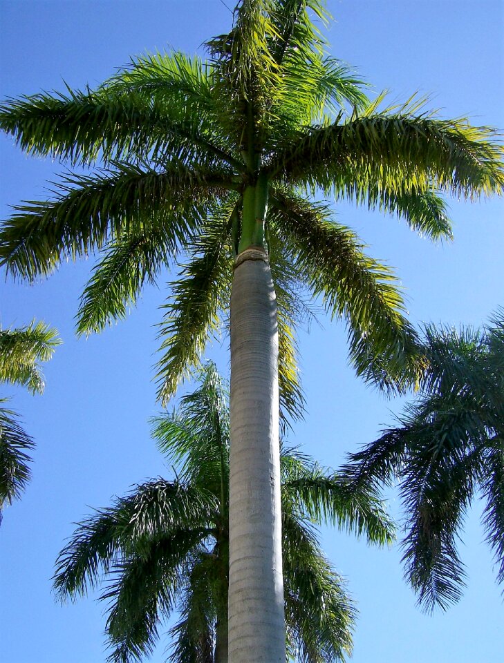 Tree tropical