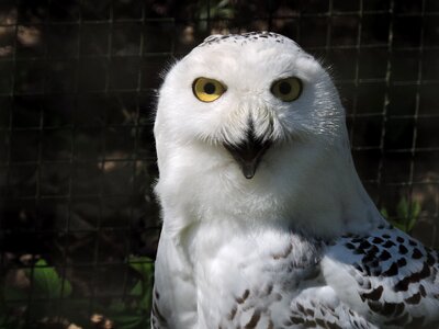 Bird animal white photo