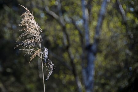 Close up plant grass