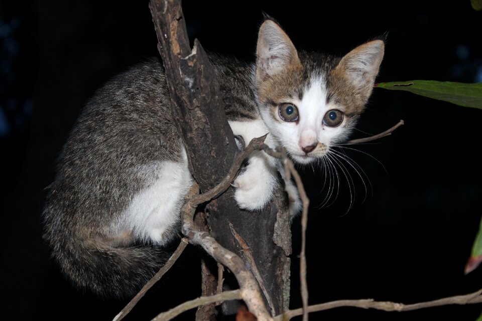 Cute pet fur