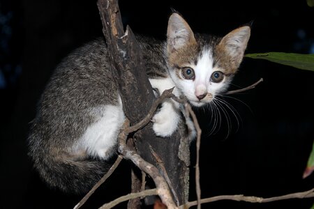 Cute pet fur