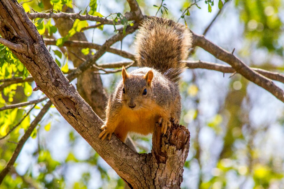 Mammal animal