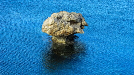 Sea mushroom