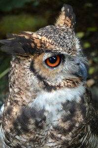 Bird bird of prey animals