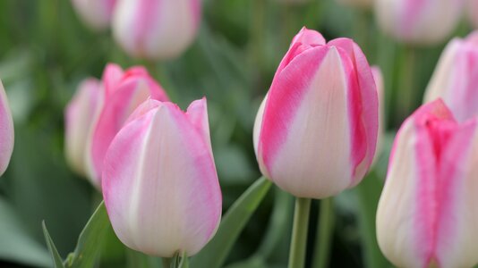 Tulips pink spring photo