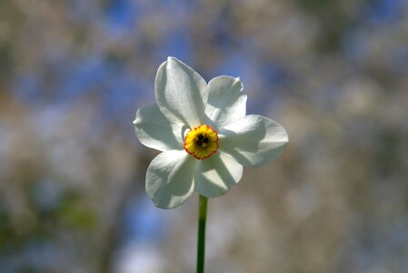 White yellow nature