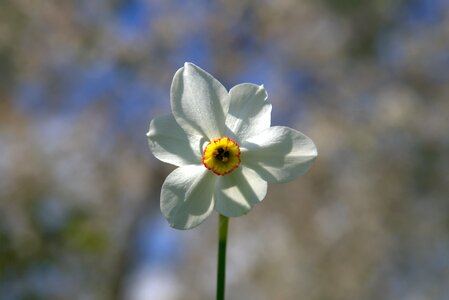 White yellow nature photo