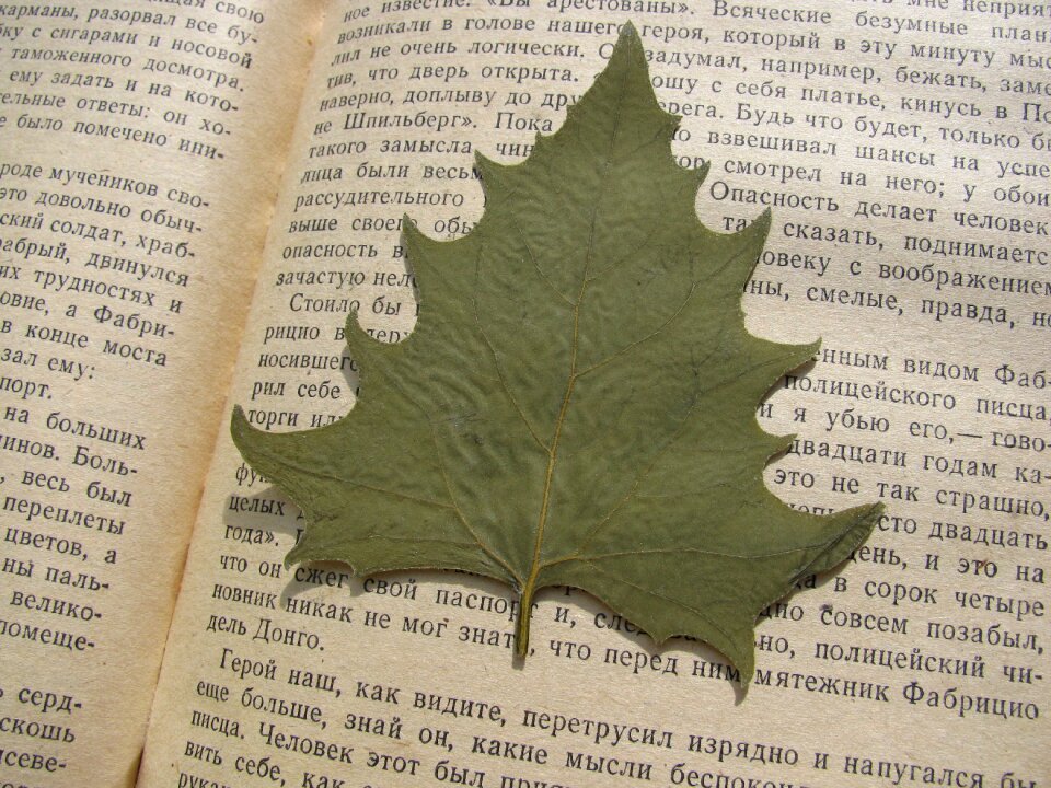 Leaves book autumn