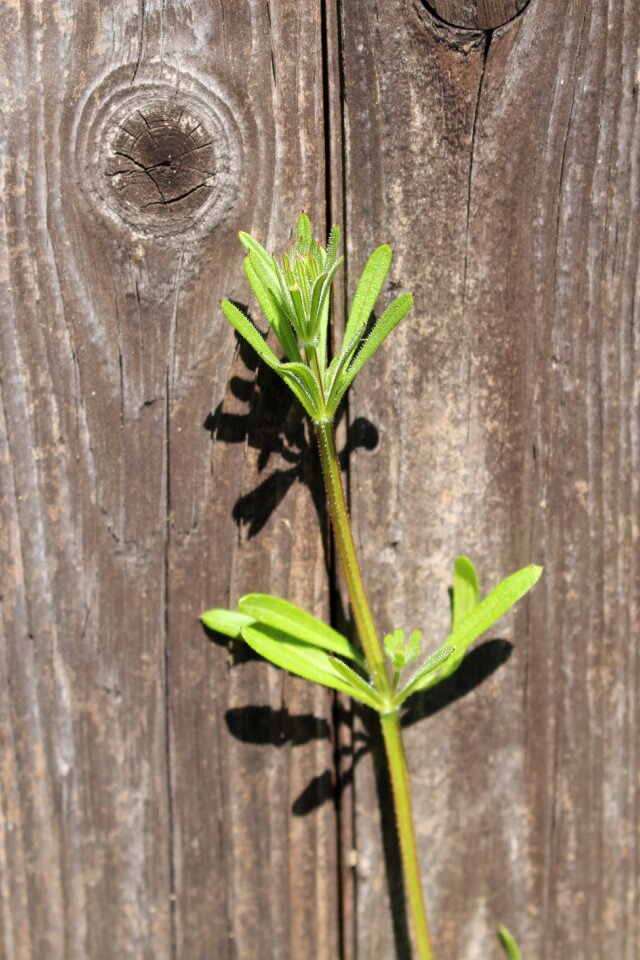 Old weathered old wood