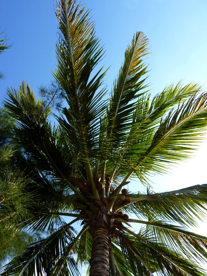 Palm tree freedom holiday
