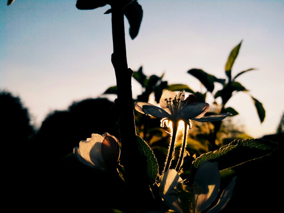 Spring tree branch