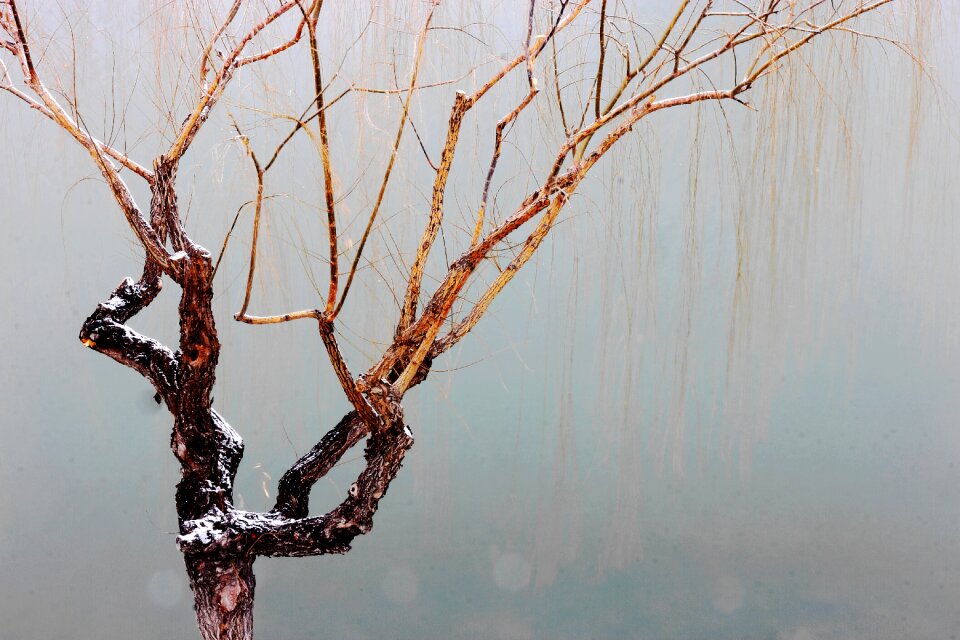 Snow withered lakefront