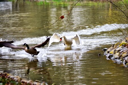 Geese lake pond photo